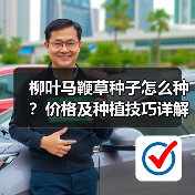 柳叶马鞭草种子怎么种？价格及种植技巧详解（图4）