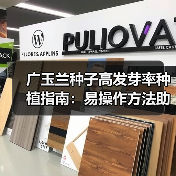 广玉兰种子高发芽率种植指南：易操作方法助力农业致富（图4）