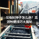花椒树种子怎么选？高效种植技巧大揭秘（图4）
