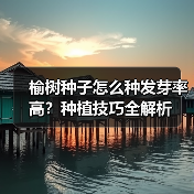 榆树种子怎么种发芽率高?种植技巧全解析(图1) 榆树种子怎么种发芽率高?种植技巧全解析(图1)