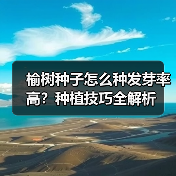 榆树种子怎么种发芽率高?种植技巧全解析(图3) 榆树种子怎么种发芽率高?种植技巧全解析(图3)