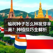 榆树种子怎么种发芽率高？种植技巧全解析（图4）