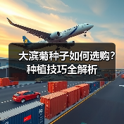 大滨菊种子如何选购？种植技巧全解析（图1）