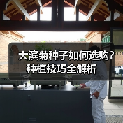 大滨菊种子如何选购?种植技巧全解析(图3) 大滨菊种子如何选购?种植技巧全解析(图3)