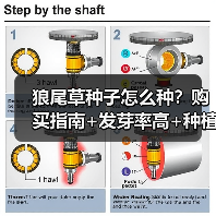 狼尾草种子怎么种？购买指南+发芽率高+种植技巧解析（图1）