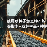 狼尾草种子怎么种？购买指南+发芽率高+种植技巧解析（图2）