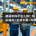 狼尾草种子怎么种?购买指南+发芽率高+种植技巧解析(图3) 狼尾草种子怎么种?购买指南+发芽率高+种植技巧解析(图3)