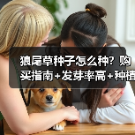 狼尾草种子怎么种?购买指南+发芽率高+种植技巧解析(图4) 狼尾草种子怎么种?购买指南+发芽率高+种植技巧解析(图4)