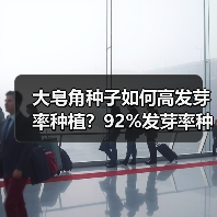 大皂角种子如何高发芽率种植？92%发芽率种植技巧全解析（图1）