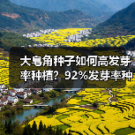 大皂角种子如何高发芽率种植？92%发芽率种植技巧全解析（图3）