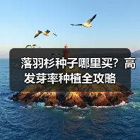落羽杉种子哪里买？高发芽率种植全攻略（图2）