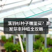 落羽杉种子哪里买？高发芽率种植全攻略（图3）