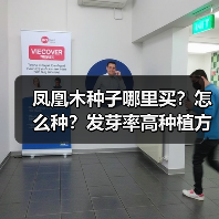 凤凰木种子哪里买？怎么种？发芽率高种植方法全解析（图3）