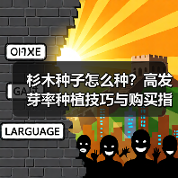 杉木种子怎么种？高发芽率种植技巧与购买指南（图2）