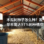 木瓜树种子怎么种？发芽率高达91%的种植技巧揭秘（图2）