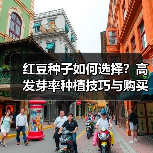红豆种子如何选择?高发芽率种植技巧与购买指南(图3) 红豆种子如何选择?高发芽率种植技巧与购买指南(图3)