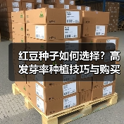 红豆种子如何选择？高发芽率种植技巧与购买指南（图4）