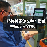 杨梅种子怎么种？发芽率高方法全解析（图3）