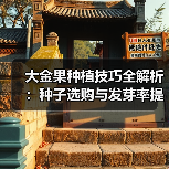 大金果种植技巧全解析：种子选购与发芽率提升方法（图3）