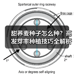 甜荞麦种子怎么种？高发芽率种植技巧全解析（图2）