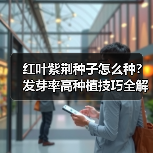红叶紫荆种子怎么种？发芽率高种植技巧全解析（图2）