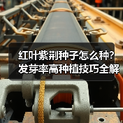 红叶紫荆种子怎么种？发芽率高种植技巧全解析（图4）