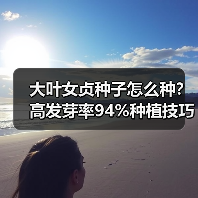 大叶女贞种子怎么种?高发芽率94%种植技巧(图2) 大叶女贞种子怎么种?高发芽率94%种植技巧(图2)