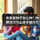 矢车菊种子怎么种?种植技巧与出芽率提升方法(图2) 矢车菊种子怎么种?种植技巧与出芽率提升方法(图2)