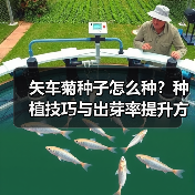 矢车菊种子怎么种?种植技巧与出芽率提升方法(图3) 矢车菊种子怎么种?种植技巧与出芽率提升方法(图3)