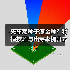 矢车菊种子怎么种？种植技巧与出芽率提升方法（图4）
