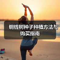 铜钱树种子种植方法与购买指南（图2）
