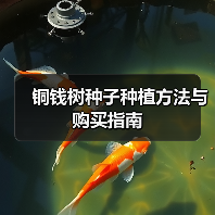 铜钱树种子种植方法与购买指南（图4）
