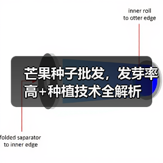 芒果种子批发，发芽率高+种植技术全解析（图1）