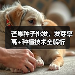 芒果种子批发，发芽率高+种植技术全解析（图4）
