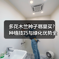 多花木兰种子哪里买？种植技巧与绿化优势全解析（图4）