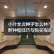 小叶女贞种子怎么种？附种植技巧与购买指南（图1）