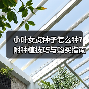 小叶女贞种子怎么种?附种植技巧与购买指南(图2) 小叶女贞种子怎么种?附种植技巧与购买指南(图2)