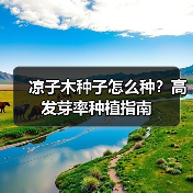 凉子木种子怎么种？高发芽率种植指南（图2）