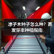 凉子木种子怎么种？高发芽率种植指南（图3）
