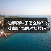 油麻藤种子怎么种？发芽率91%的种植技巧全解析（图3）