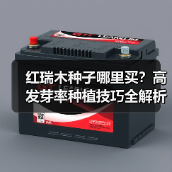 红瑞木种子哪里买？高发芽率种植技巧全解析（图1）
