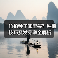竹柏种子哪里买？种植技巧及发芽率全解析（图2）