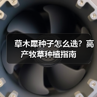 草木犀种子怎么选？高产牧草种植指南（图1）