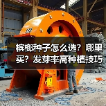 槟榔种子怎么选？哪里买？发芽率高种植技巧全解析（图1）