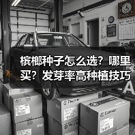槟榔种子怎么选？哪里买？发芽率高种植技巧全解析（图2）