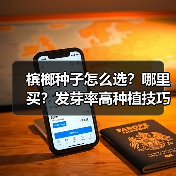 槟榔种子怎么选？哪里买？发芽率高种植技巧全解析（图3）