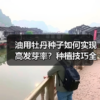 油用牡丹种子如何实现高发芽率？种植技巧全解析（图2）
