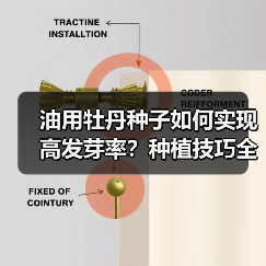 油用牡丹种子如何实现高发芽率?种植技巧全解析(图3) 油用牡丹种子如何实现高发芽率?种植技巧全解析(图3)