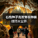 石榴种子高发芽率种植技巧大公开（图1）