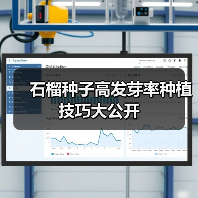 石榴种子高发芽率种植技巧大公开(图3) 石榴种子高发芽率种植技巧大公开(图3)